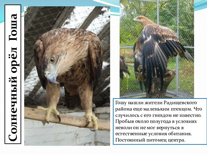 Солнечный орёл Гоша Гошу нашли жители Радищевского района еще маленьким