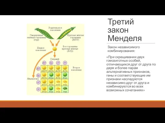 Третий закон Менделя Закон независимого комбинирования: «При скрещивании двух гомозиготных