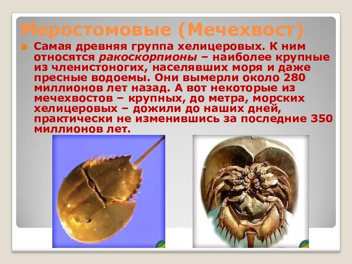 Меростомовые (Мечехвост) Самая древняя группа хелицеровых. К ним относятся ракоскорпионы