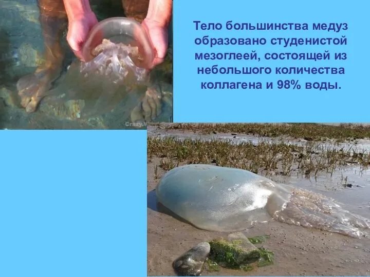 Тело большинства медуз образовано студенистой мезоглеей, состоящей из небольшого количества коллагена и 98% воды.