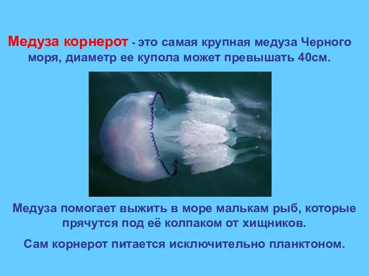 Медуза корнерот - это самая крупная медуза Черного моря, диаметр ее купола может