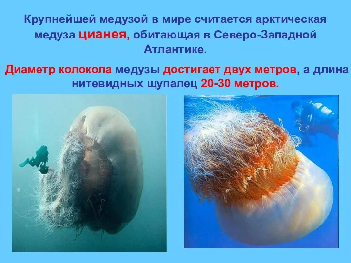 Крупнейшей медузой в мире считается арктическая медуза цианея, обитающая в Северо-Западной Атлантике. Диаметр