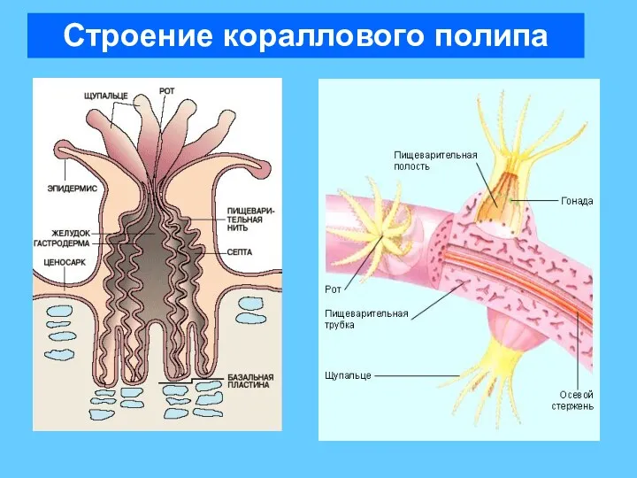 Строение кораллового полипа