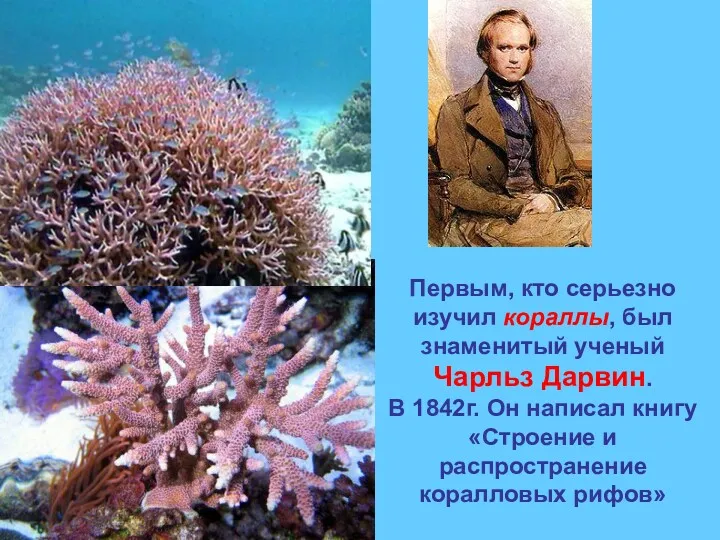 Первым, кто серьезно изучил кораллы, был знаменитый ученый Чарльз Дарвин. В 1842г. Он
