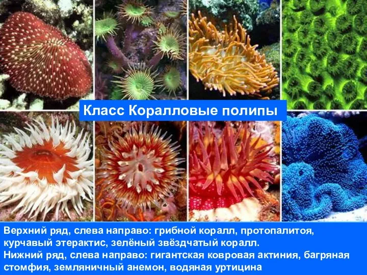 Верхний ряд, слева направо: грибной коралл, протопалитоя, курчавый этерактис, зелёный звёздчатый коралл. Нижний
