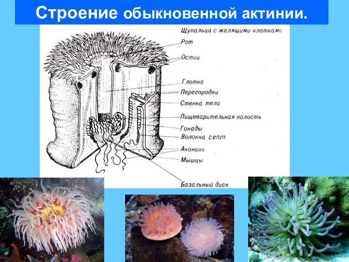 Строение обыкновенной актинии.