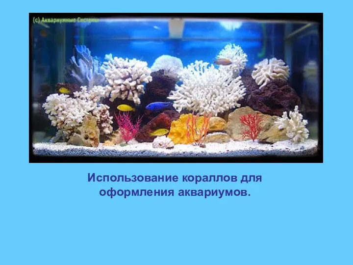 Использование кораллов для оформления аквариумов.