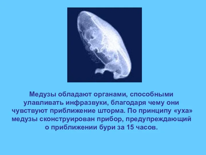 Медузы обладают органами, способными улавливать инфразвуки, благодаря чему они чувствуют