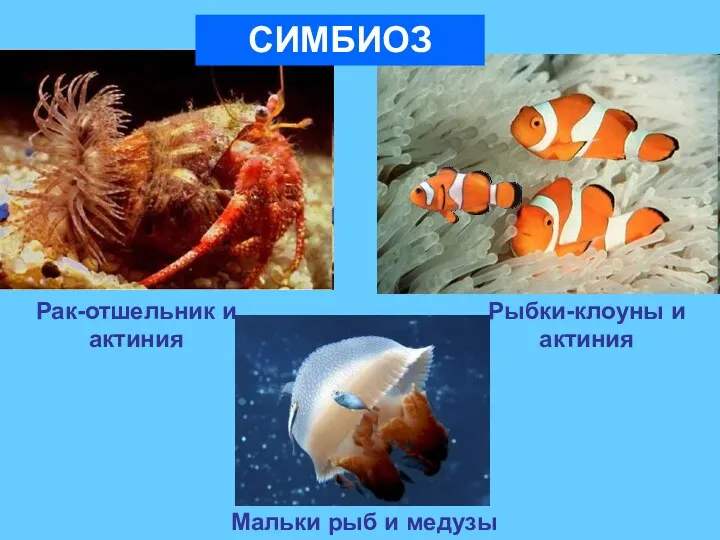 Рак-отшельник и актиния Рыбки-клоуны и актиния СИМБИОЗ Мальки рыб и медузы