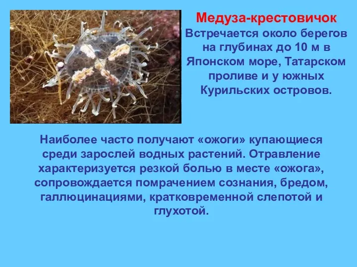 Медуза-крестовичок Встречается около берегов на глубинах до 10 м в Японском море, Татарском