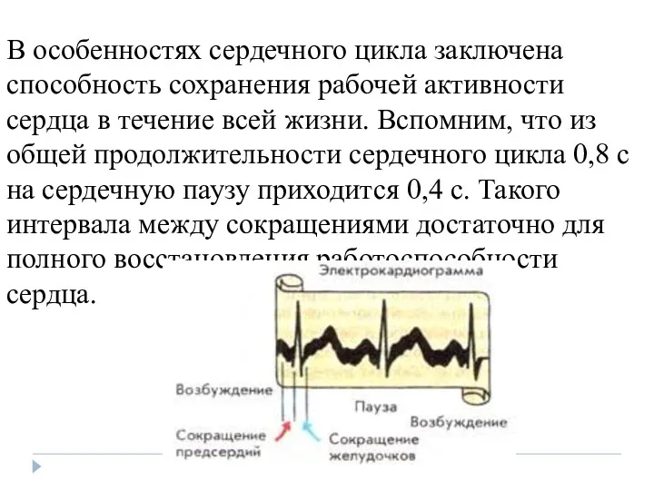 В особенностях сердечного цикла заключена способность сохранения рабочей активности сердца