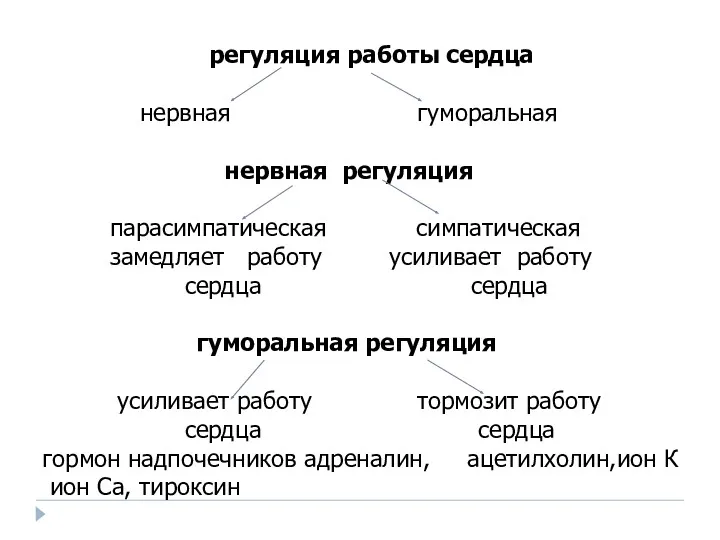 регуляция работы сердца нервная гуморальная нервная регуляция парасимпатическая симпатическая замедляет