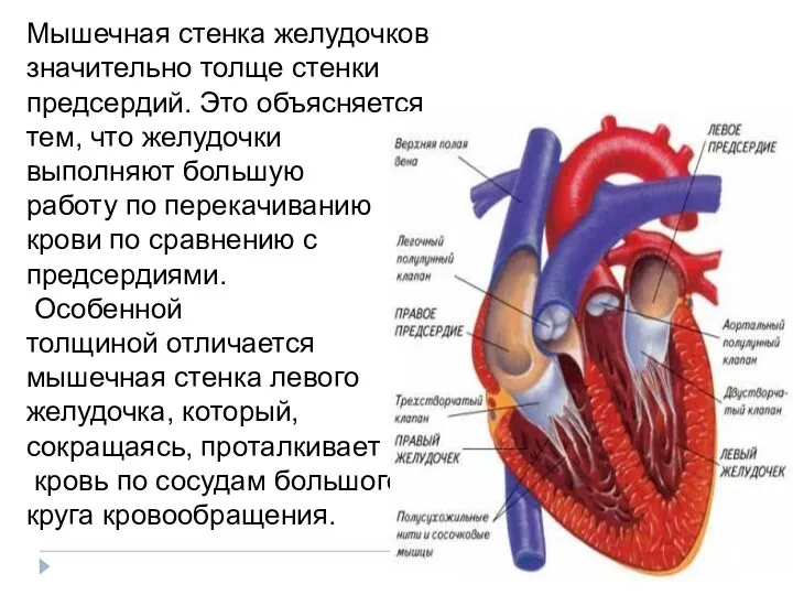 Мышечная стенка желудочков значительно толще стенки предсердий. Это объясняется тем,