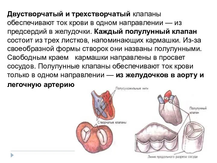 Двустворчатый и трехстворчатый клапаны обеспечивают ток крови в одном направлении