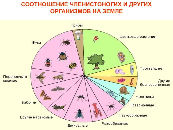 СООТНОШЕНИЕ ЧЛЕНИСТОНОГИХ И ДРУГИХ ОРГАНИЗМОВ НА ЗЕМЛЕ