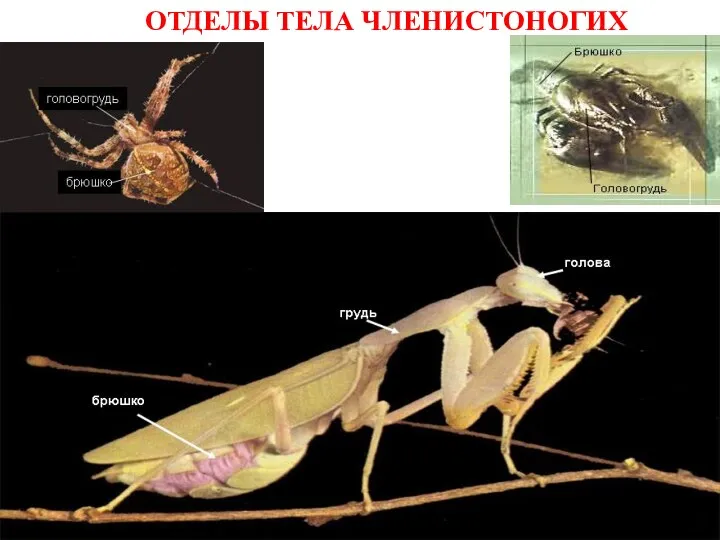 ОТДЕЛЫ ТЕЛА ЧЛЕНИСТОНОГИХ