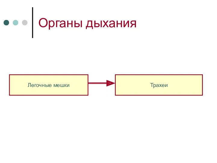 Органы дыхания Легочные мешки Трахеи