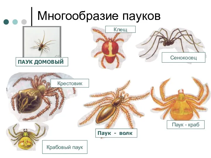 Многообразие пауков Крабовый паук Клещ Сенокосец Паук - волк ПАУК ДОМОВЫЙ Крестовик Паук - краб