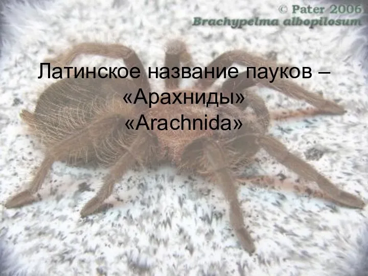 Латинское название пауков – «Арахниды» «Arachnida»