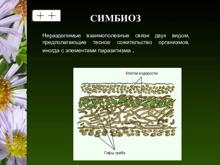 CИМБИОЗ Неразделимые взаимополезные связи двух видом, предполагающие тесное сожительство организмов, иногда с элементами паразитизма .