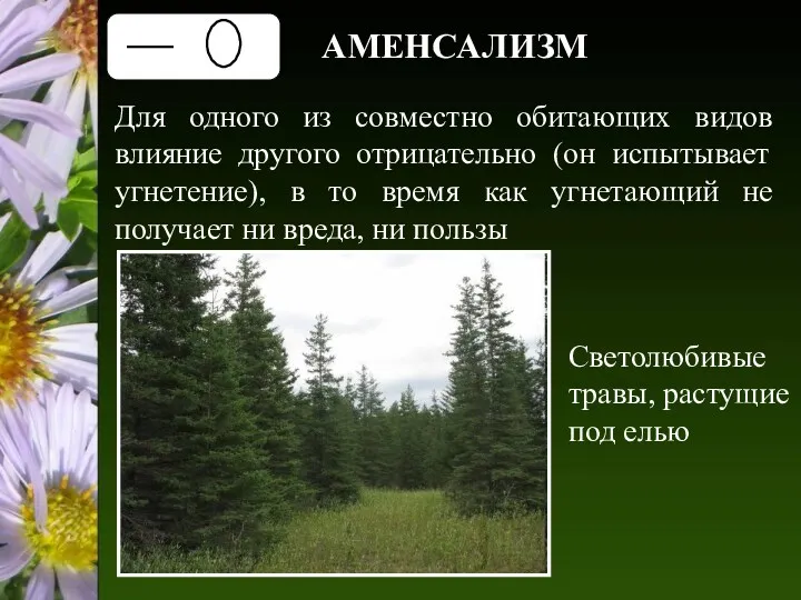 АМЕНСАЛИЗМ Для одного из совместно обитающих видов влияние другого отрицательно