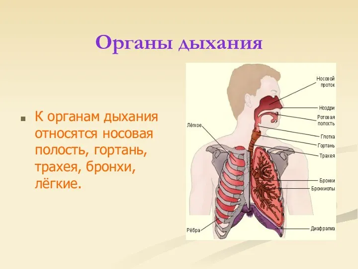 Органы дыхания К органам дыхания относятся носовая полость, гортань, трахея, бронхи, лёгкие.