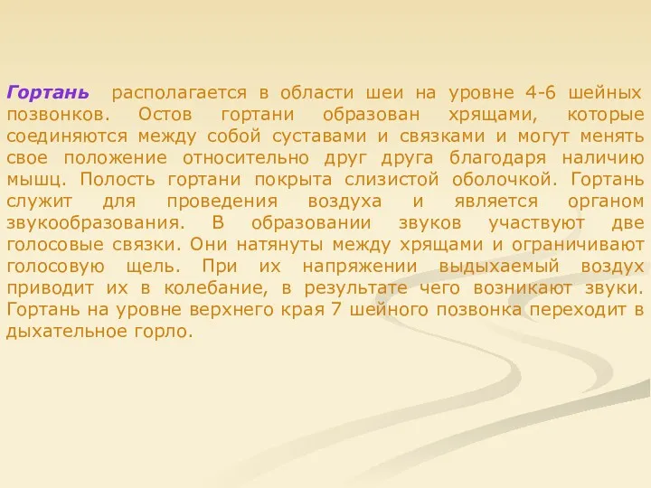 Гортань располагается в области шеи на уровне 4-6 шейных позвонков. Остов гортани образован