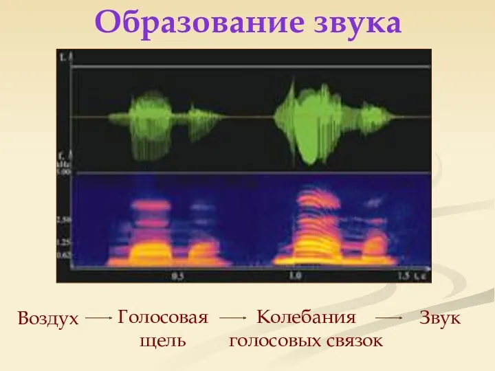 Образование звука Воздух Голосовая щель Колебания голосовых связок Звук