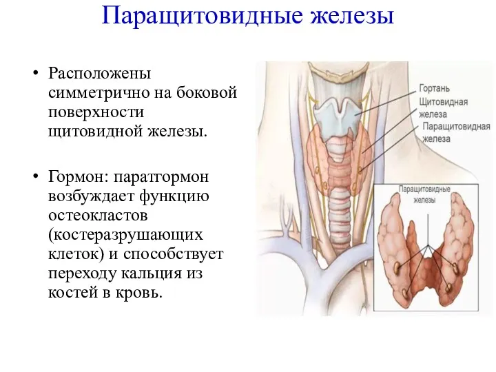 Паращитовидные железы Расположены симметрично на боковой поверхности щитовидной железы. Гормон:
