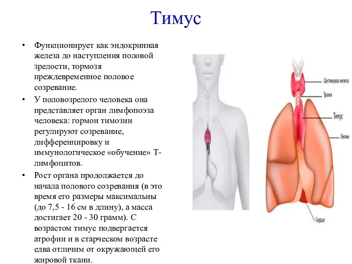 Тимус Функционирует как эндокринная железа до наступления половой зрелости, тормозя