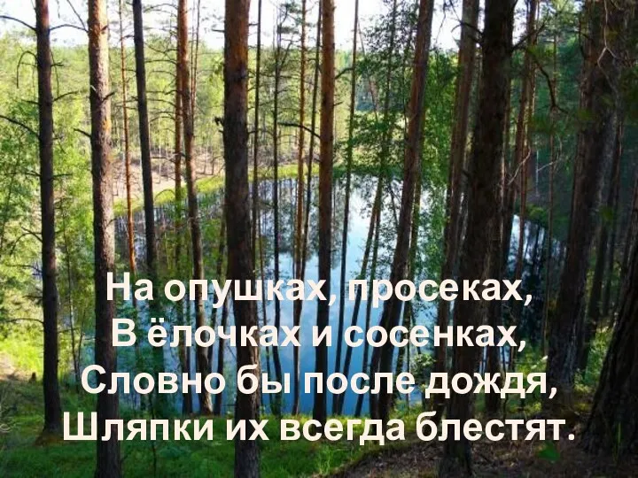 На опушках, просеках, В ёлочках и сосенках, Словно бы после дождя, Шляпки их всегда блестят.