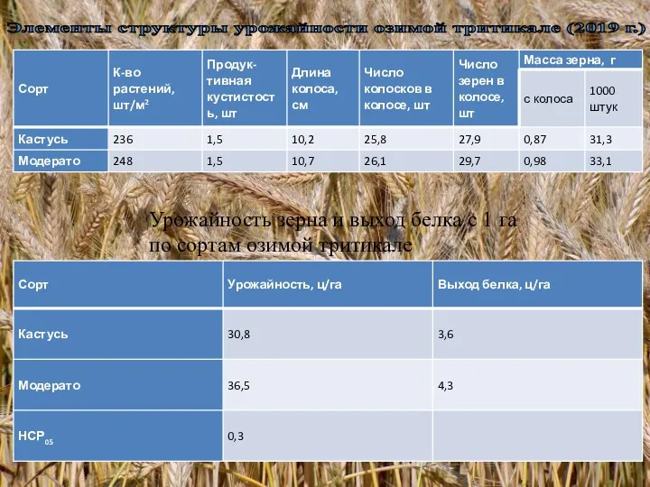 Элементы структуры урожайности озимой тритикале (2019 г.) Урожайность зерна и