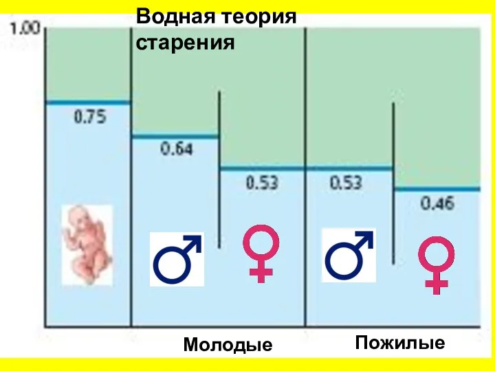 Водная теория старения