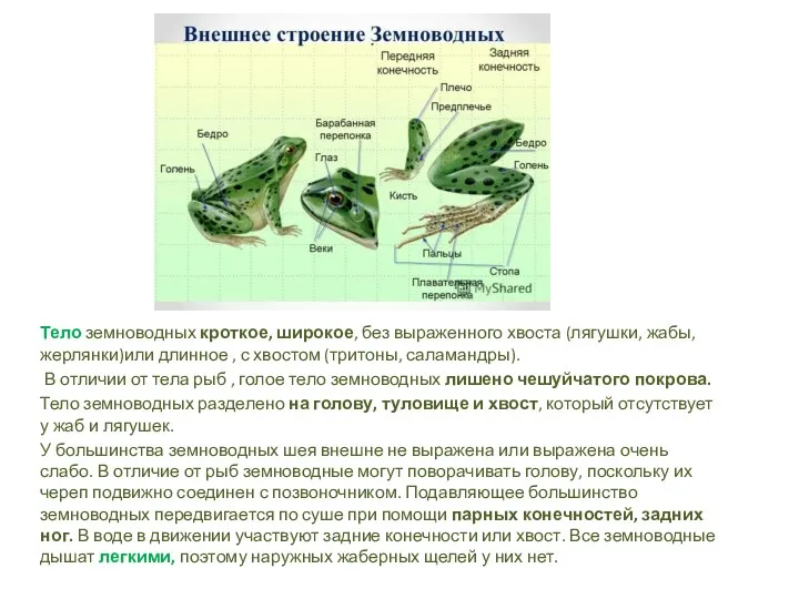 Тело земноводных кроткое, широкое, без выраженного хвоста (лягушки, жабы, жерлянки)или