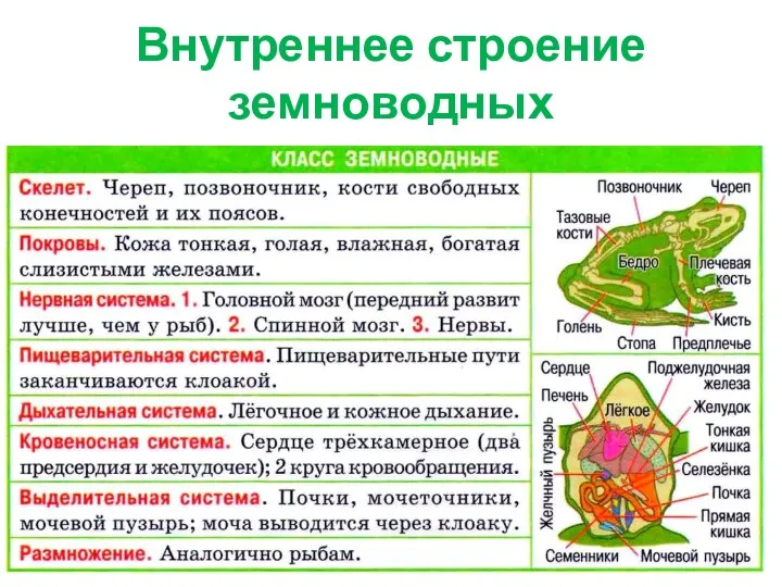 Внутреннее строение земноводных