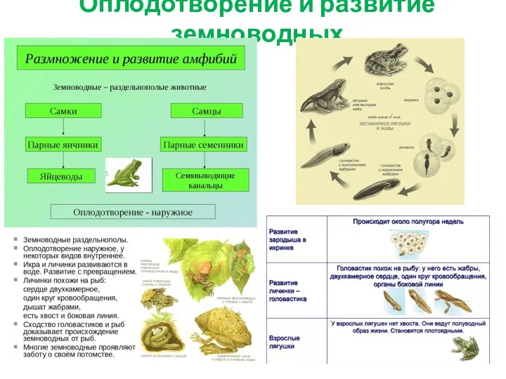 Оплодотворение и развитие земноводных