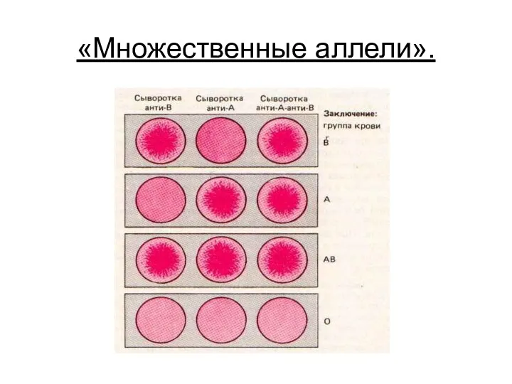 «Множественные аллели».