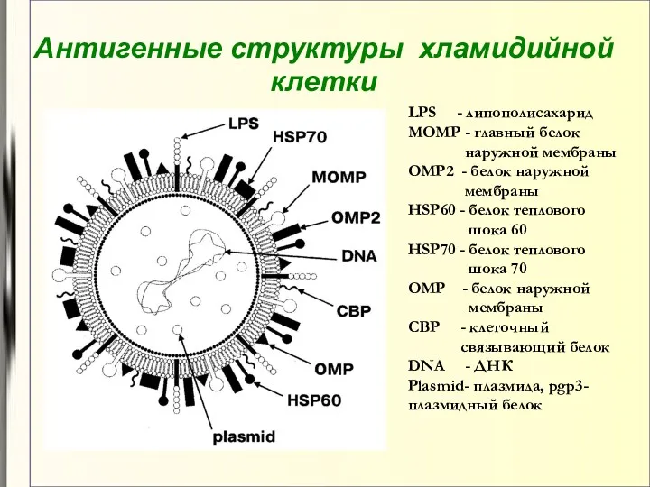 Антигенные структуры хламидийной клетки LPS - липополисахарид MOMP - главный