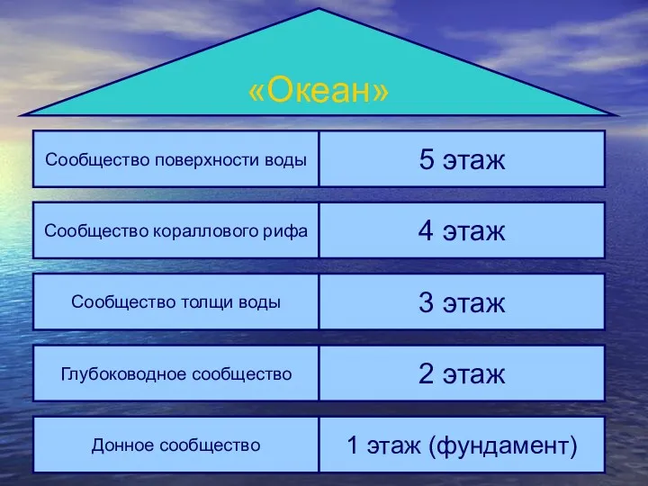 «Океан» Сообщество поверхности воды 5 этаж Сообщество кораллового рифа 4