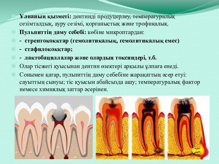 Ұлпаның қызметі: дентинді продуцерлеу, температуралық сезімталдық, ауру сезімі, қорғаныстық және