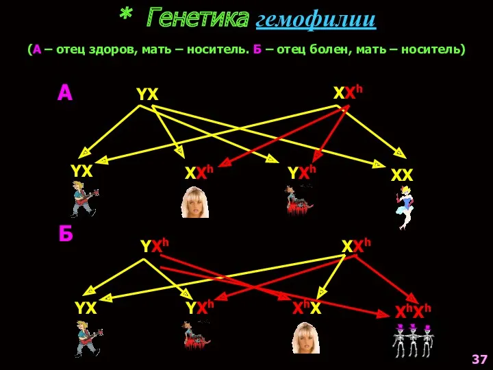 * Генетика гемофилии (А – отец здоров, мать – носитель.