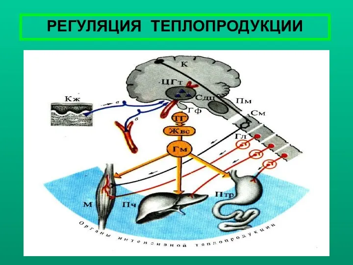 РЕГУЛЯЦИЯ ТЕПЛОПРОДУКЦИИ