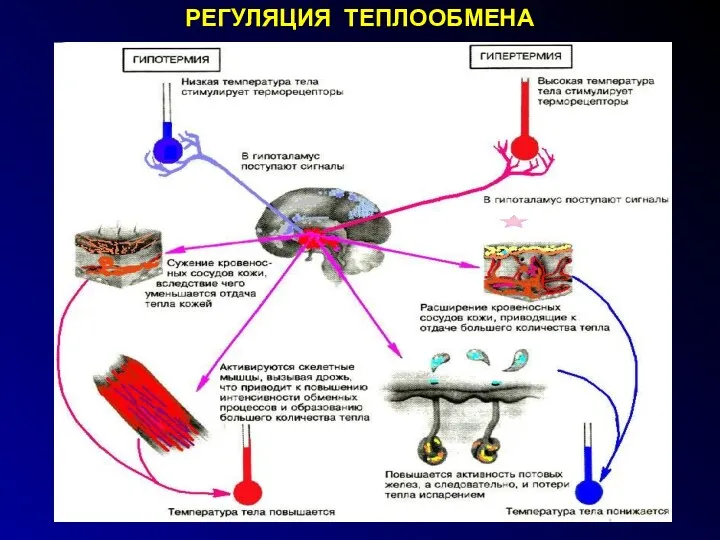 РЕГУЛЯЦИЯ ТЕПЛООБМЕНА