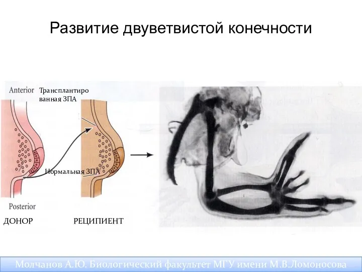 Молчанов А.Ю. Биологический факультет МГУ имени М.В.Ломоносова