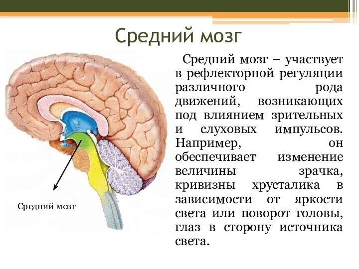 Средний мозг Средний мозг – участвует в рефлекторной регуляции различного