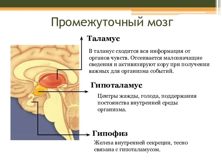 Промежуточный мозг Таламус В таламус сходится вся информация от органов
