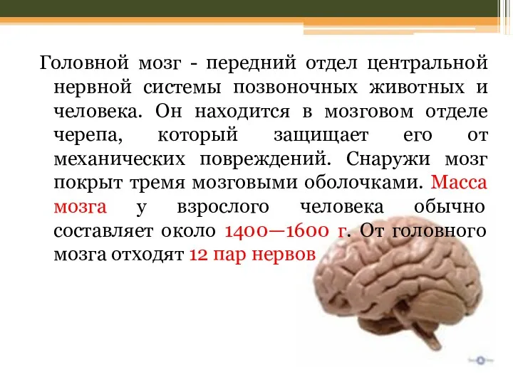 Головной мозг - передний отдел центральной нервной системы позвоночных животных
