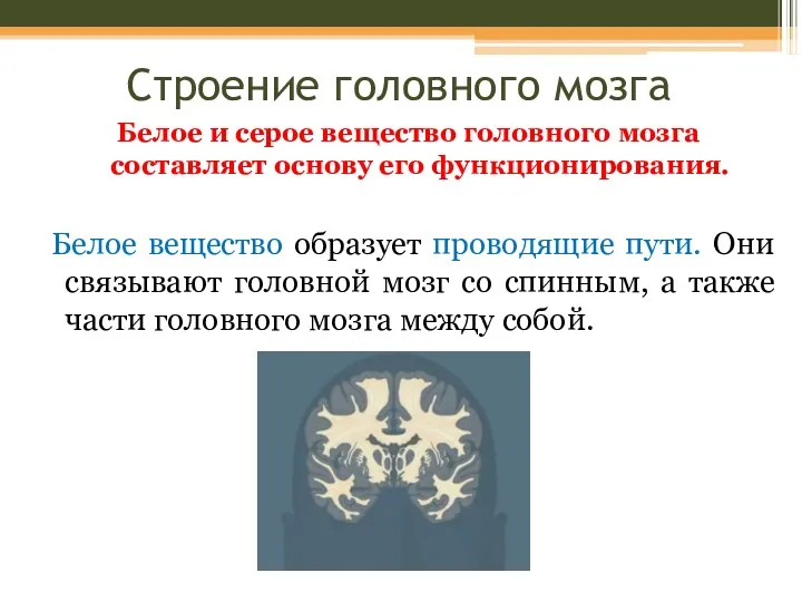 Строение головного мозга Белое и серое вещество головного мозга составляет