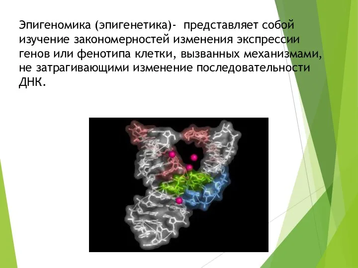 Эпигеномика (эпигенетика)- представляет собой изучение закономерностей изменения экспрессии генов или