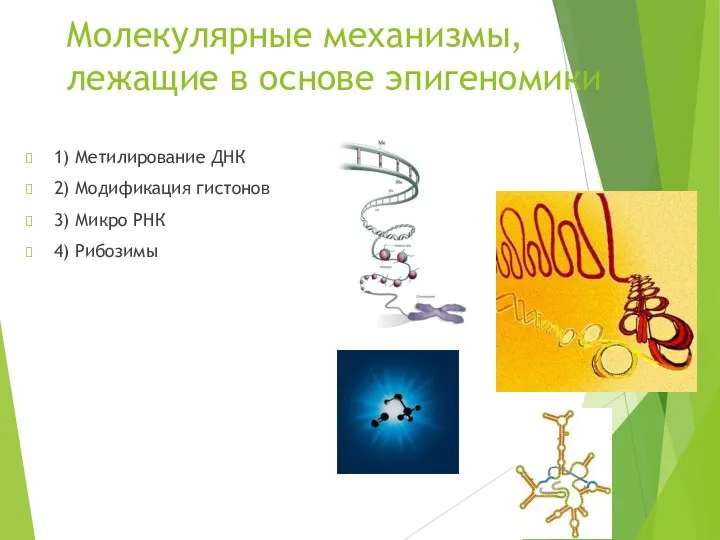 Молекулярные механизмы, лежащие в основе эпигеномики 1) Метилирование ДНК 2)